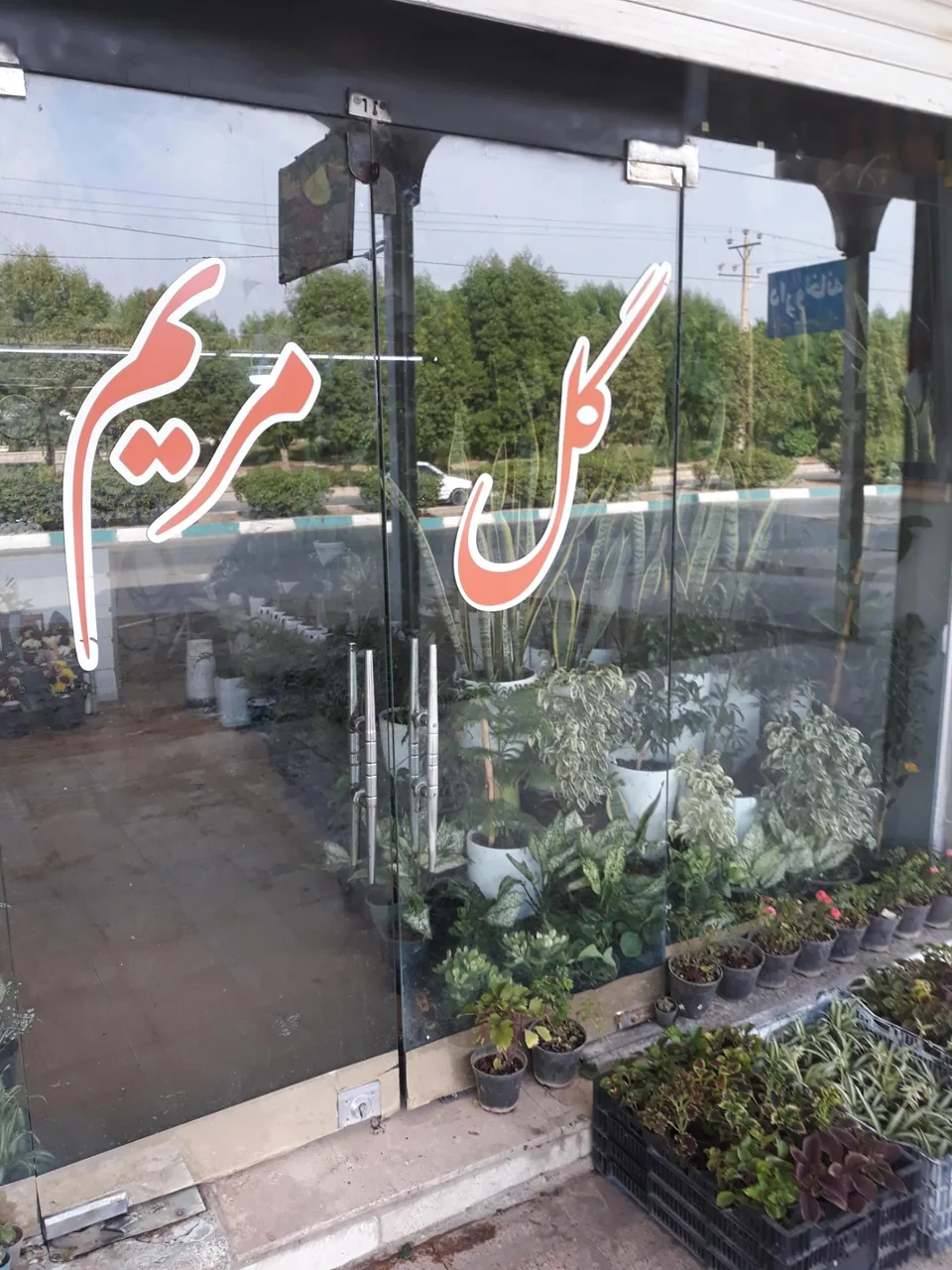گل سرای مریم