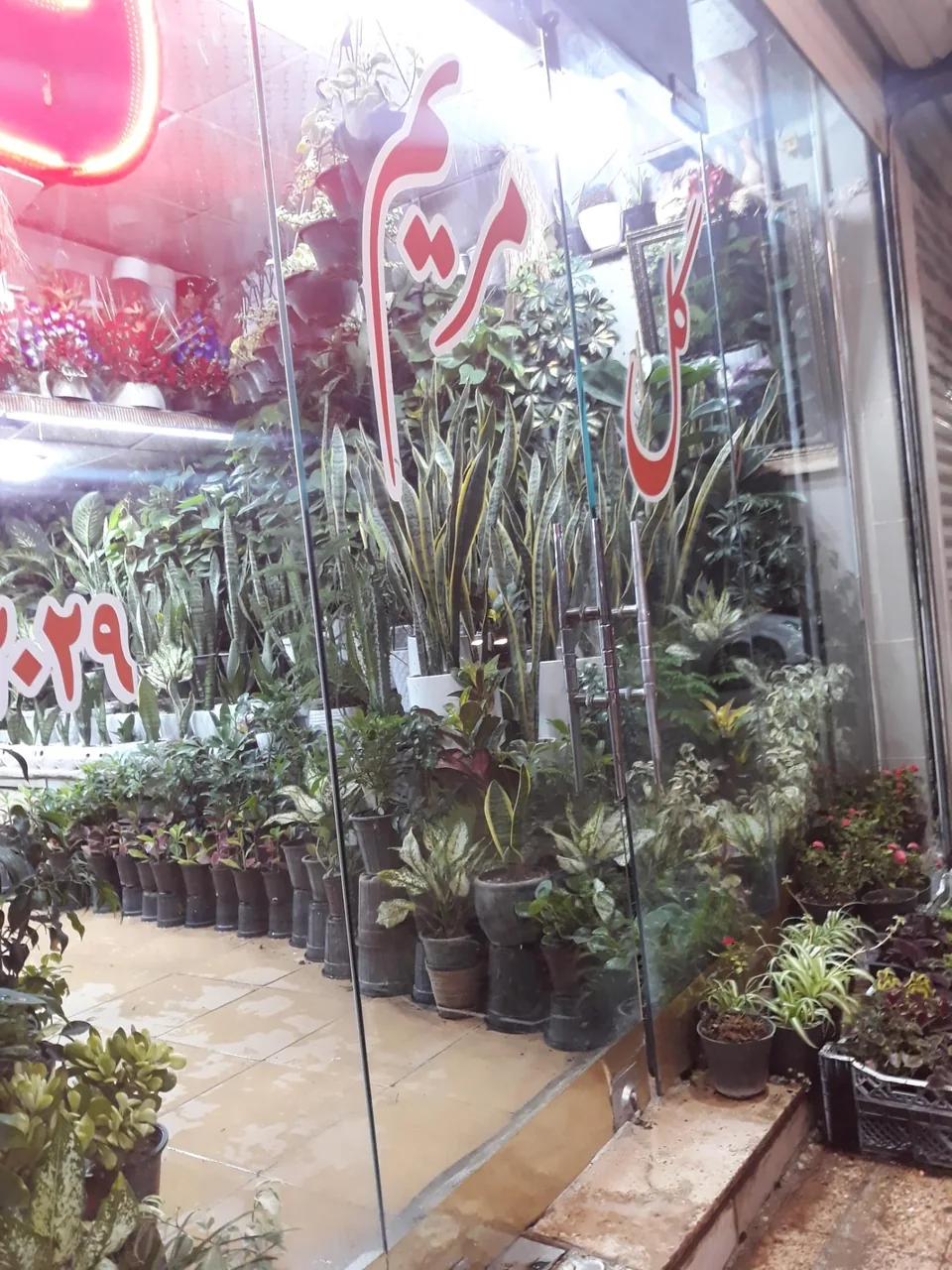 گل سرای مریم - تصویر 3