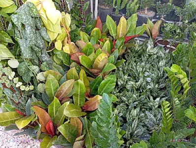 گلخانه روز سبز