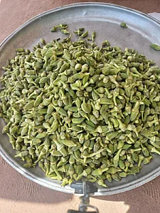 بامیه و تره بار سوگند