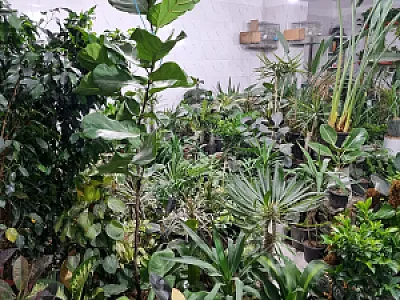 گل خونه کوروش