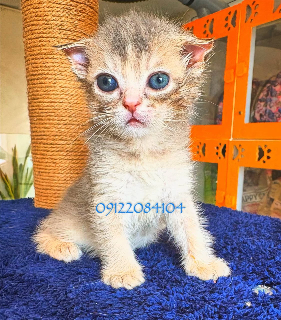 پتشاپ پارسیان کت(خریدوفروش گربه)ارزان - تصویر 3