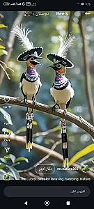 بارفروشی میوه حبابی