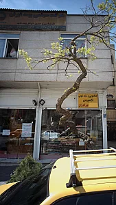 شرکت سهامی بیمه ایران