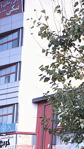 سالن زیبایی و عروس سرای نیکی خلعتبری