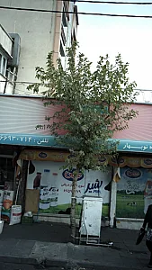 فروشگاه نوبهار