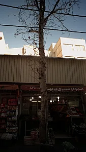 میوه و سبزی نوبهاری