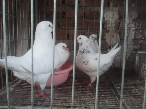 فروشگاه اینترنتی خانواده گوشت 20