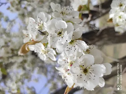 موسسه خیره نگین شهر