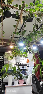 پیرایش آدنیس