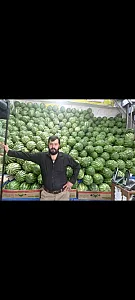 استار میوه خاورمیانه