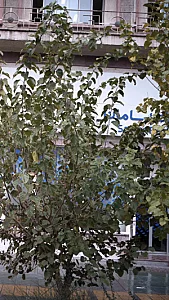 بانک رفاه شعبه چهارراه ولیعصر