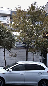 بیمه ایران نمایندگی یحیی پور