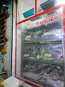 شهر پرنده
