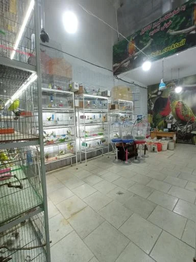 تبریز کاکاتیل