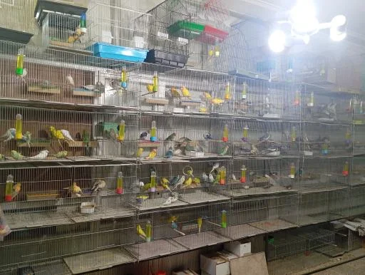 باسمنج پرندگان زینتی