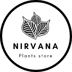 گل و گیاه نیروانا Nirvana Plant