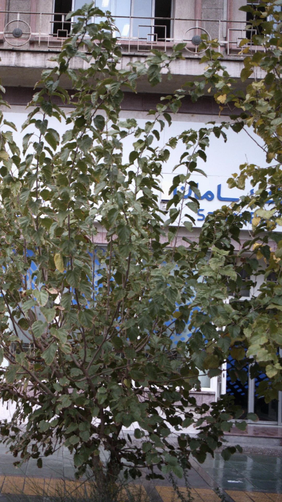 بانک تجارت شعبه پارک دانشجو - کد: 183 - تصویر 4