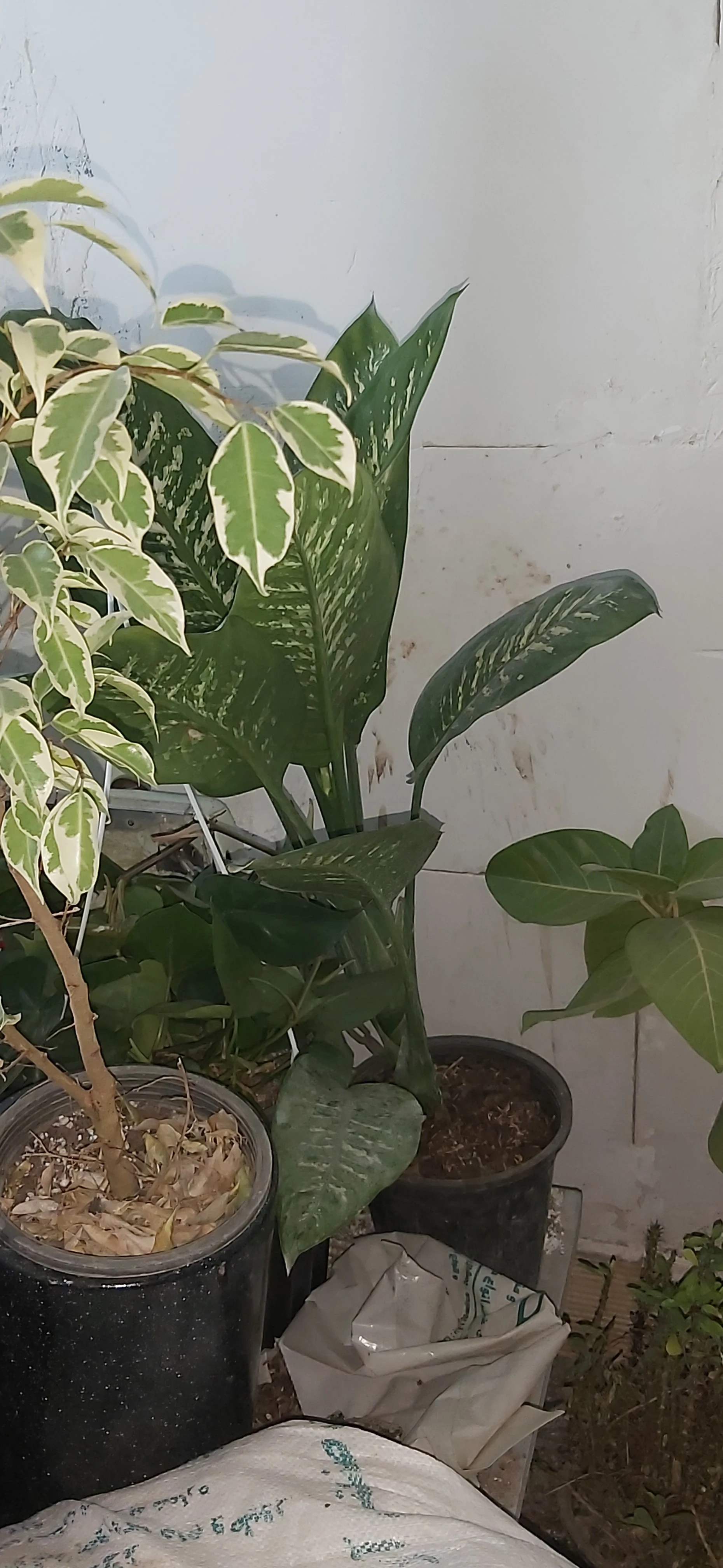 گل و گیاه اپارتمانی سپیده - تصویر 4