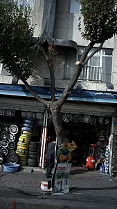 اتوسریس