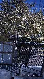 باطریسازی دیاگ