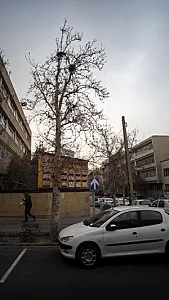 دکتر مجید نقیب زاده مشایخ