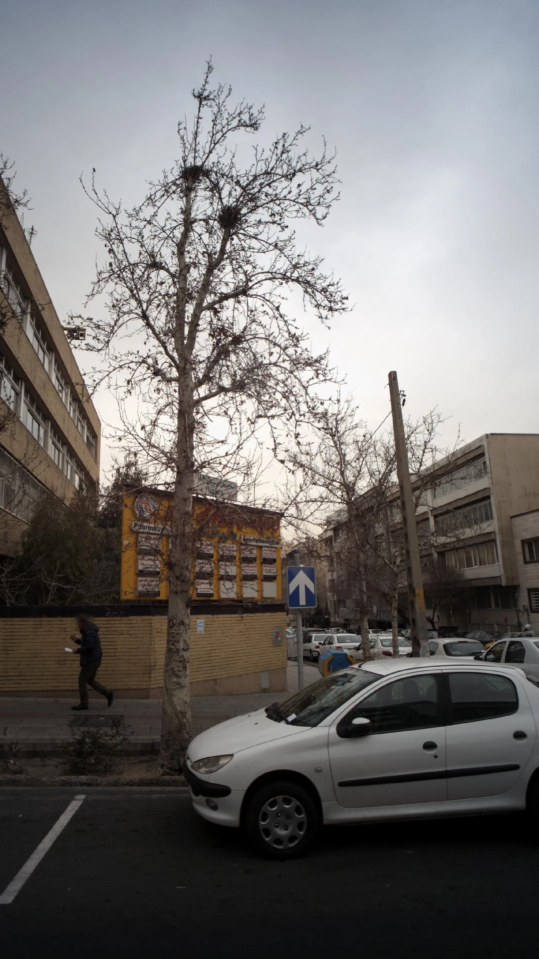 دکتر مجید نقیب زاده مشایخ