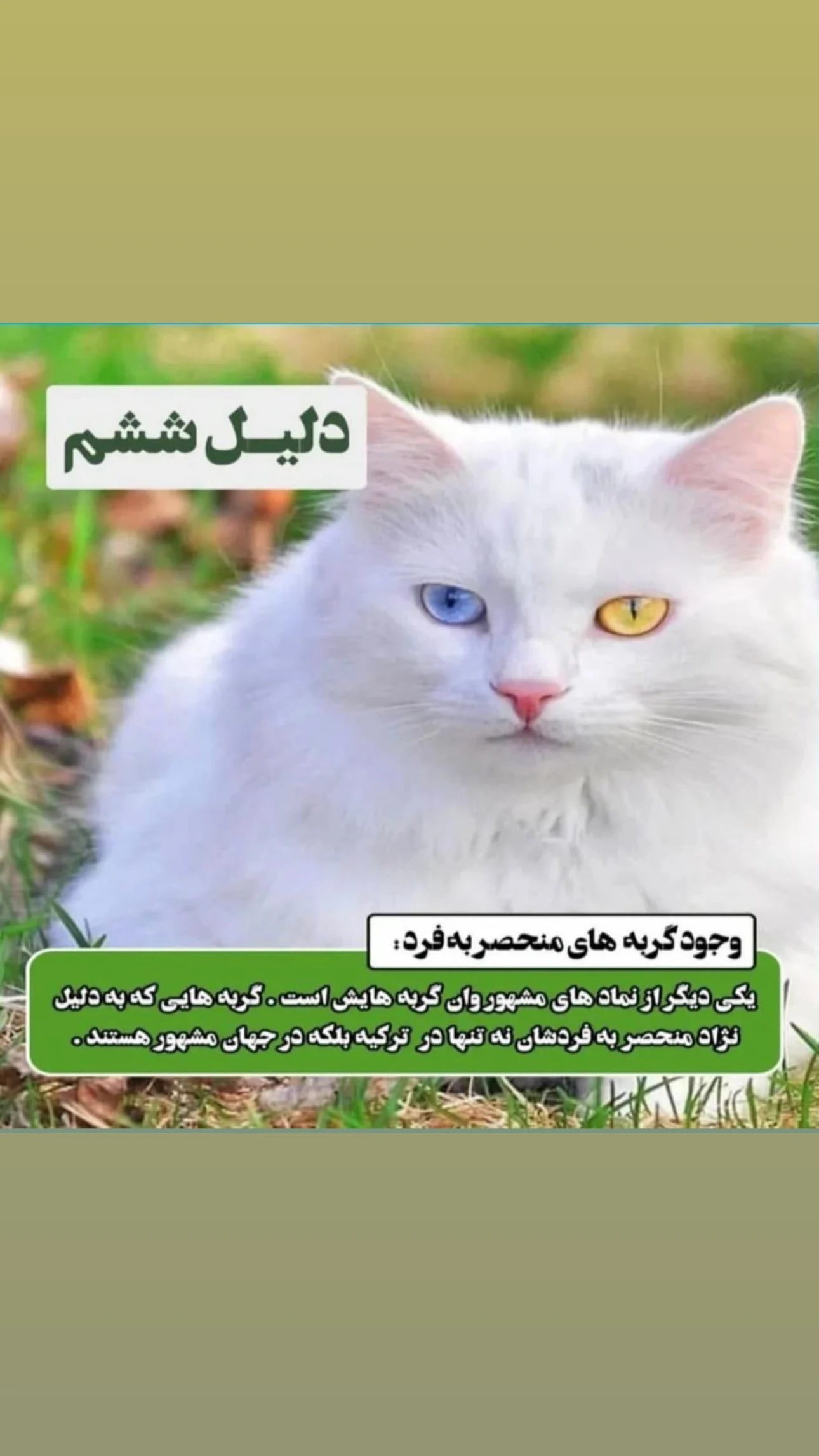تورهای شاد وان ترکیه علمی - تصویر 3