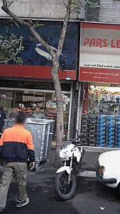 تسمه شاهین