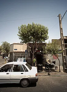 دنیای طایر
