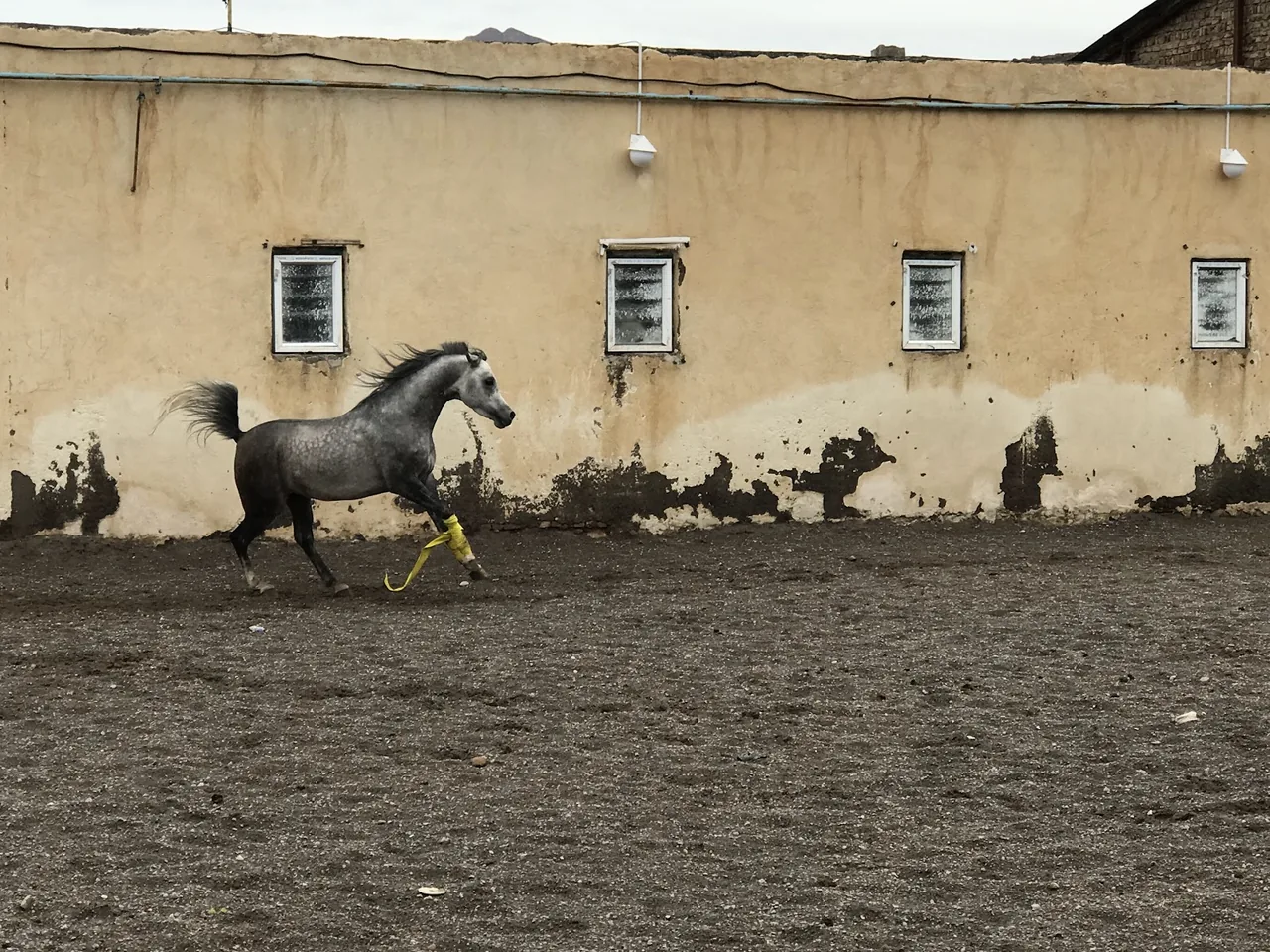 باشگاه سوارکاری سهند