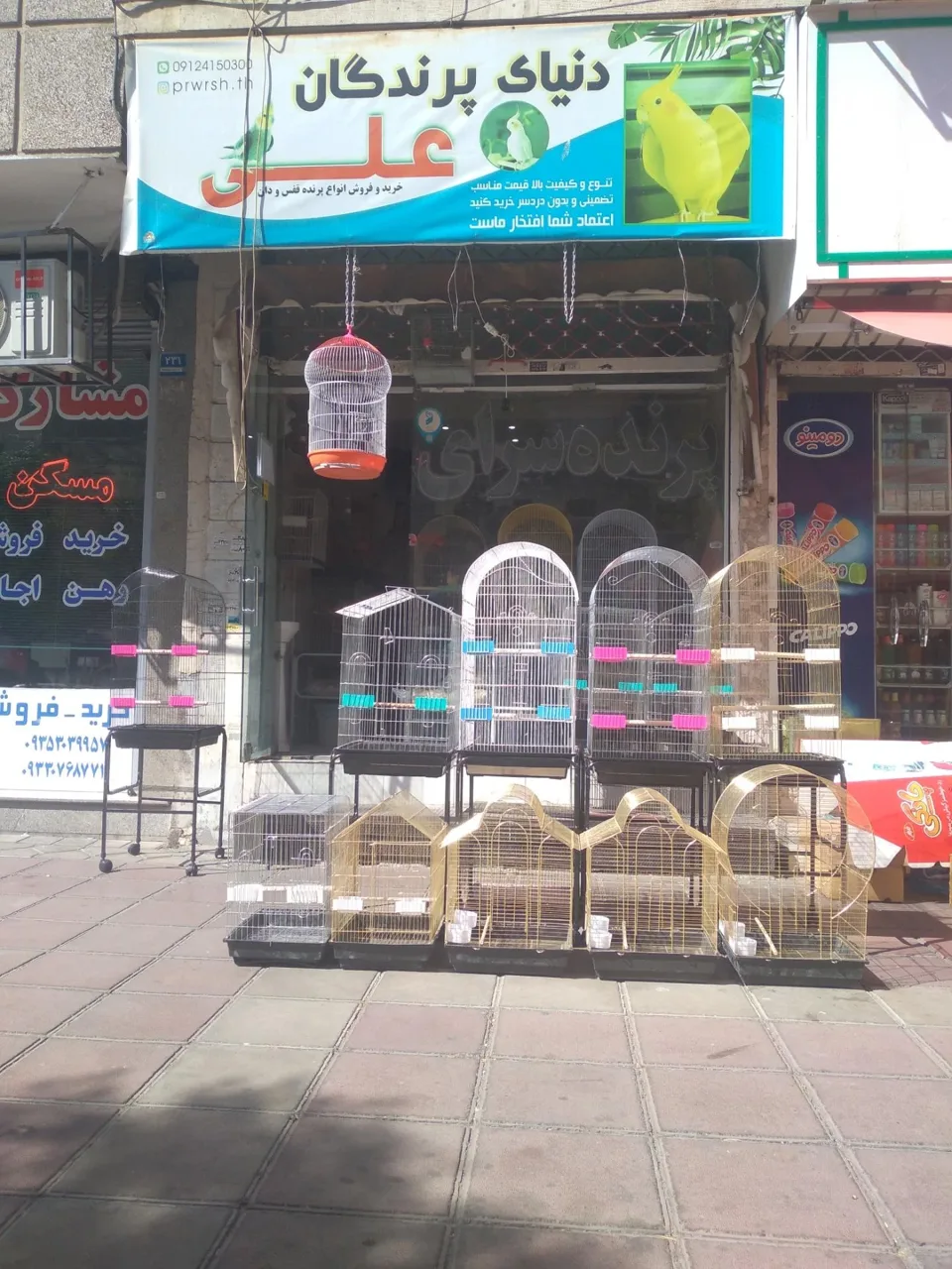 دنیای پرندگان علی
