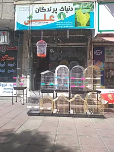 دنیای پرندگان علی