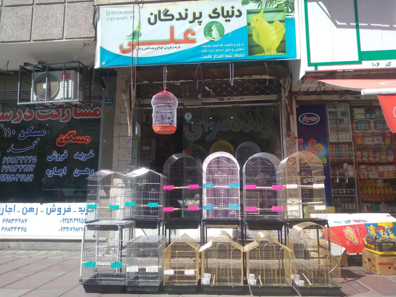 دنیای پرندگان علی - تصویر 2