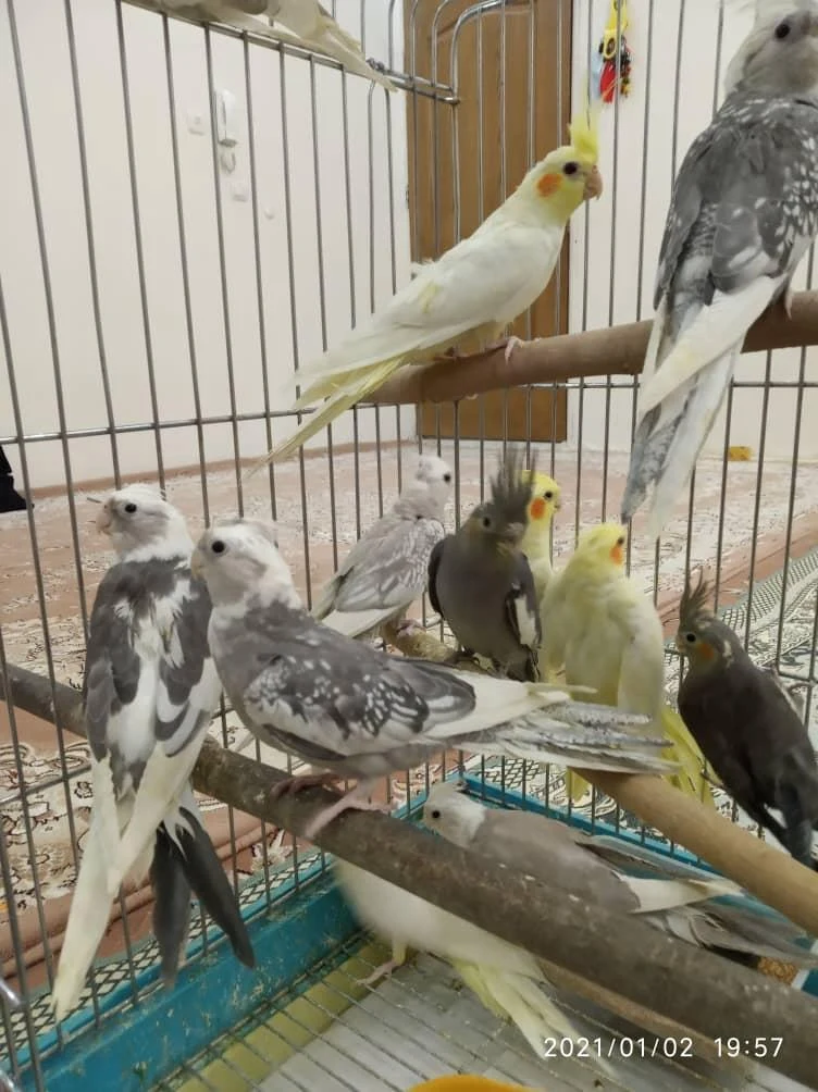 دنیای پرندگان علی - تصویر 5