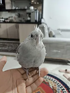 پرنده فروشی مرغ سحر