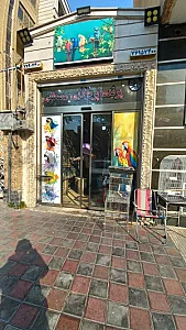 پت شاپ پرنده پرطلایی مصطفی