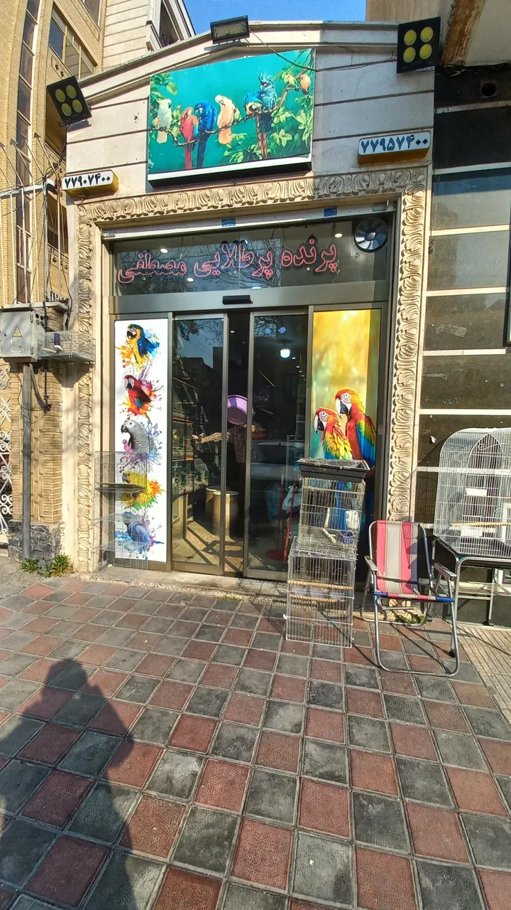 پت شاپ پرنده پرطلایی مصطفی