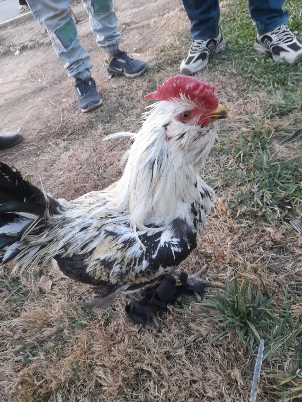 بازار پرندگان خلیج فارس - تصویر 4
