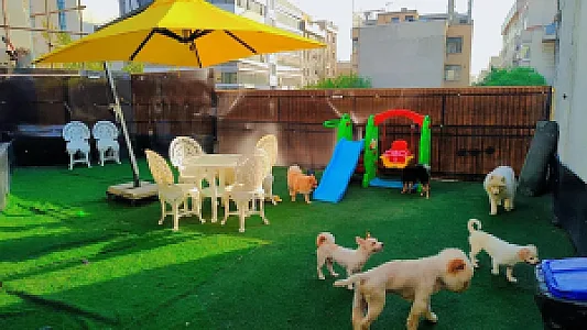 هتل پانسیون سگ و گربه غزل