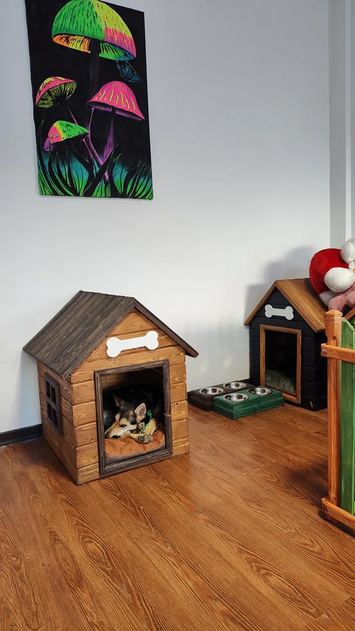 هتل پانسیون سگ و گربه غزل - تصویر 3