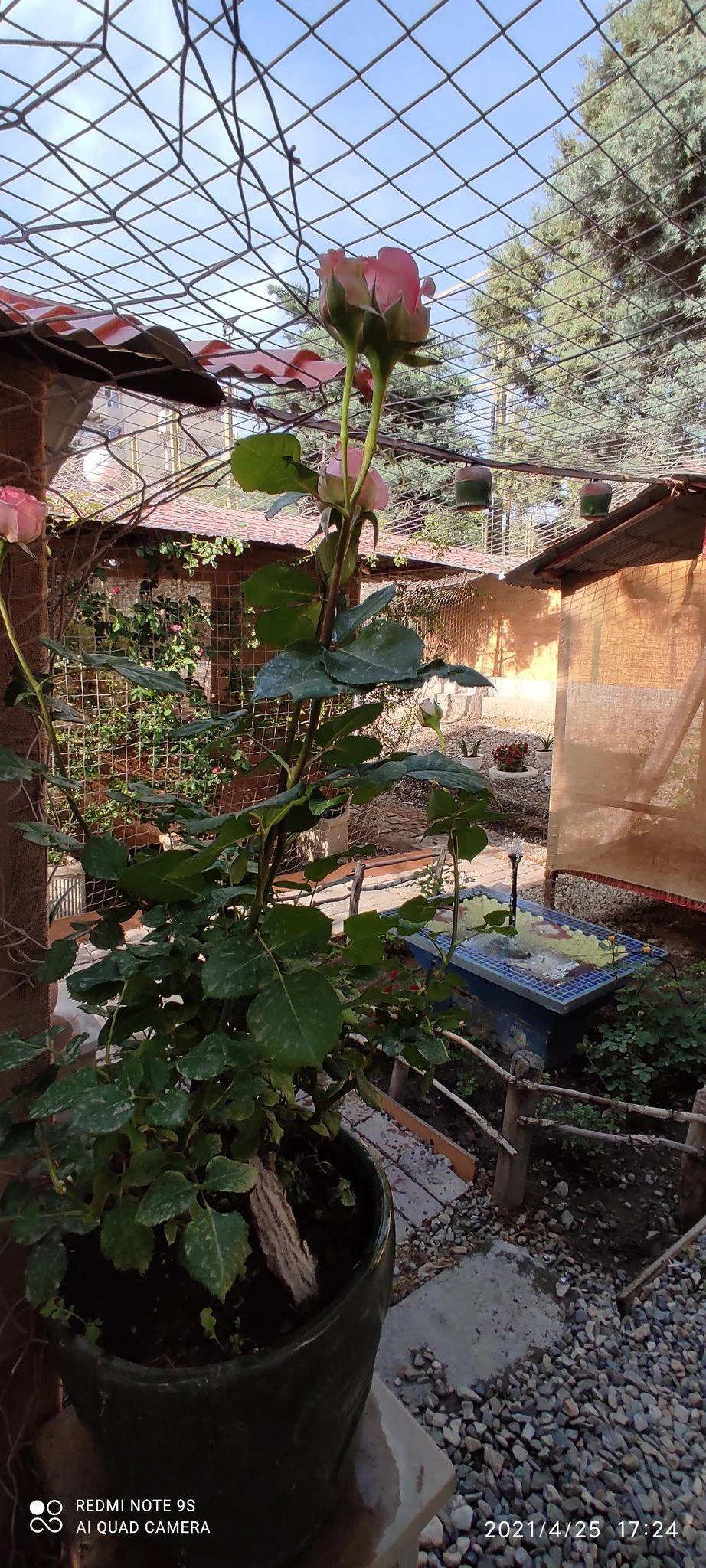 فست دیزی تنوری - تصویر 2