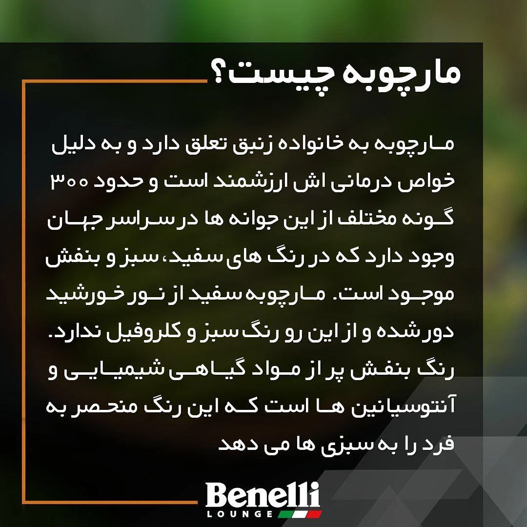 بنلی لانژ - تصویر 4