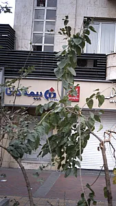 بیمه البرز نمایندگی فرض پور ماچیانی - بیمه در تهران