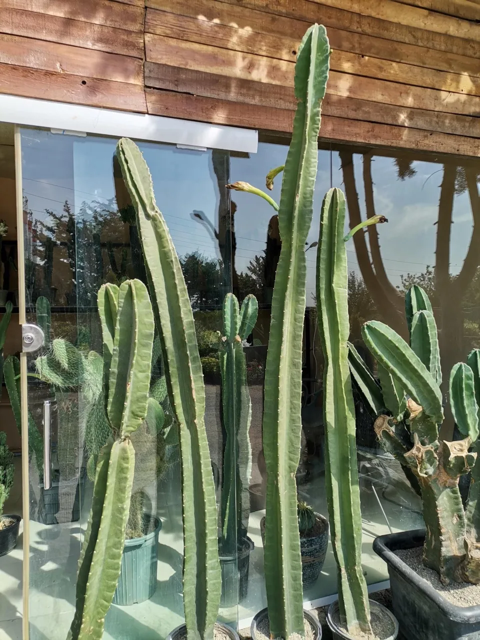 گل باغ آناندا - تصویر 4
