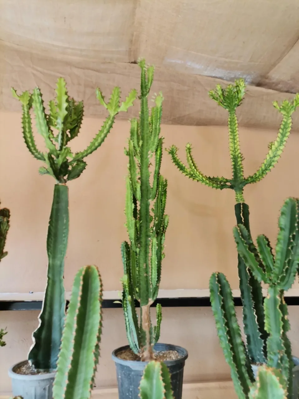 گل باغ آناندا - تصویر 5