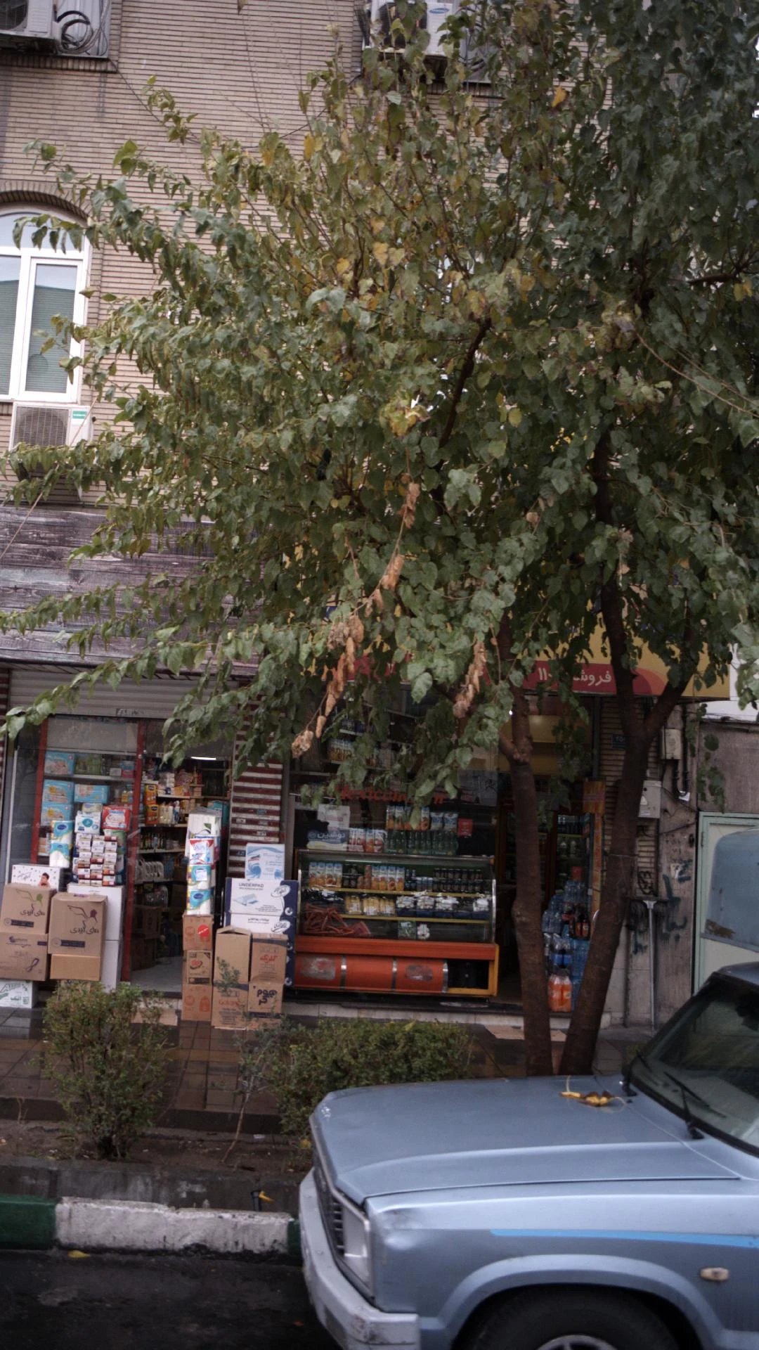 هربال مارکت گیاه دانه - سوپرمارکت در تهران - تصویر 2