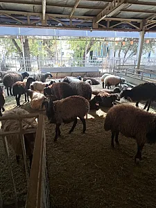 کشتارگاه حکیمیه