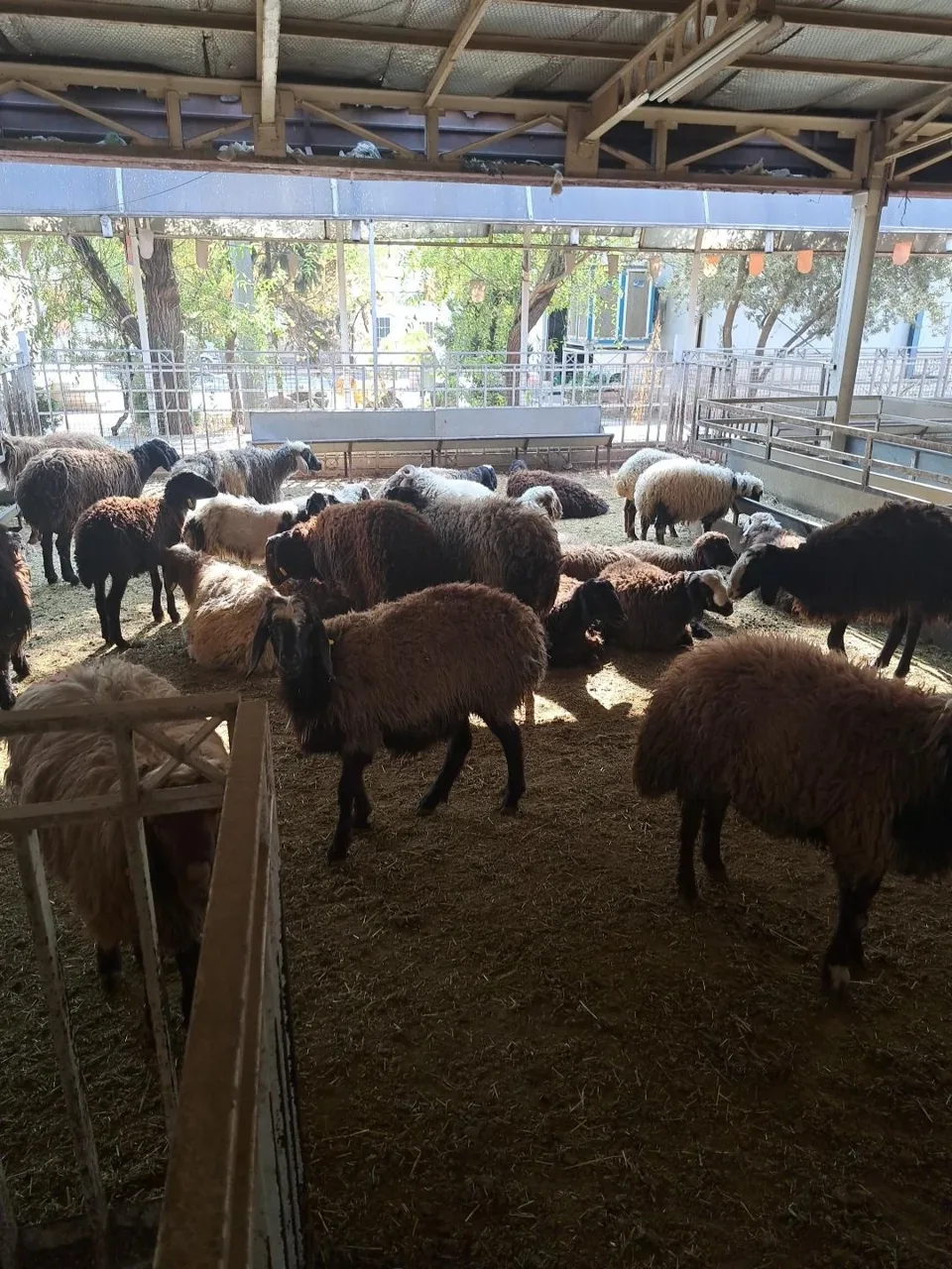 کشتارگاه حکیمیه