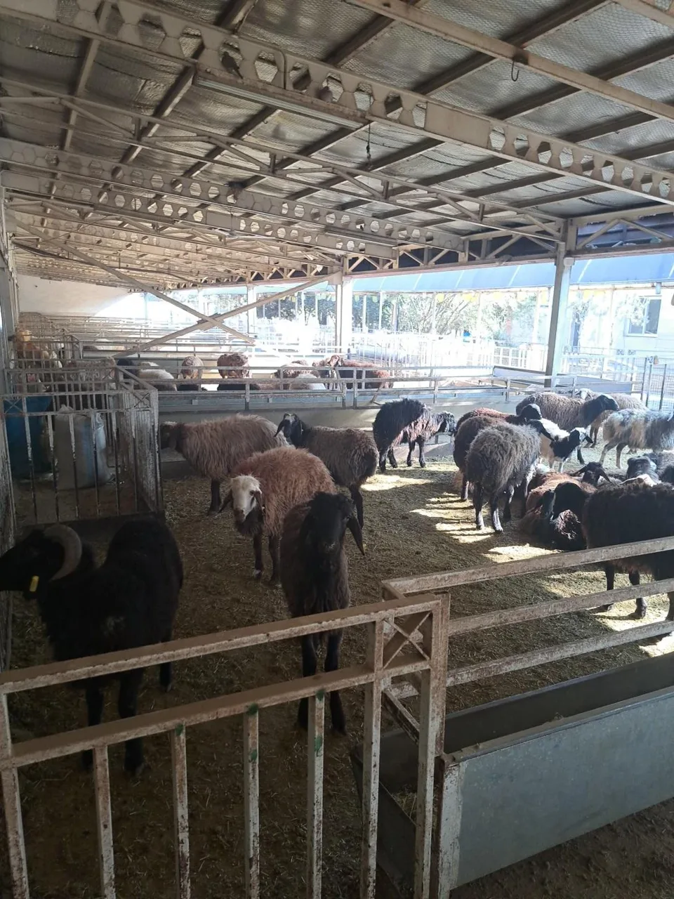 کشتارگاه حکیمیه - تصویر 2